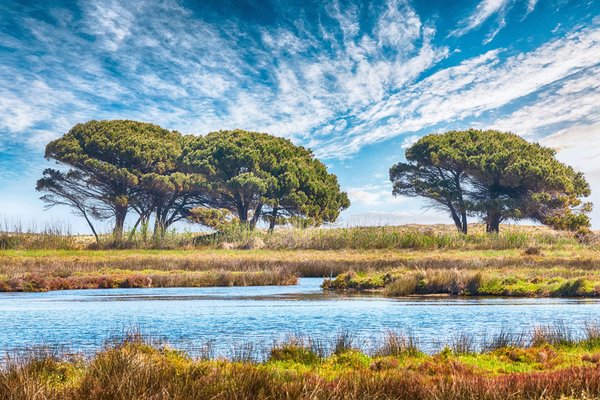 Quali sono i passaggi per progettare e realizzare un piccolo stagno ornamentale in giardino?